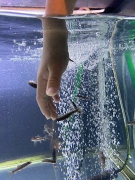 サケのふるさと 千歳水族館に投稿された画像（2022/4/29）