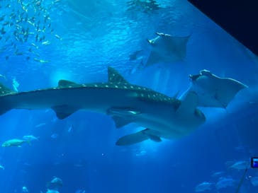沖縄美ら海水族館に投稿された画像（2022/4/29）
