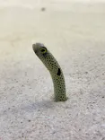 アクアワールド茨城県大洗水族館に投稿された画像（2022/4/29）