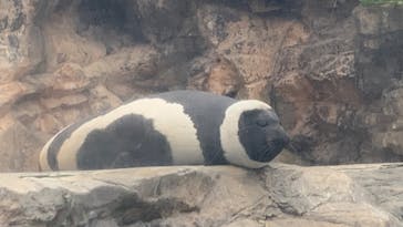 環境水族館アクアマリンふくしまに投稿された画像（2022/4/29）