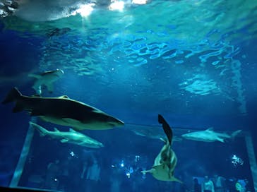 アクアワールド茨城県大洗水族館に投稿された画像（2022/4/29）