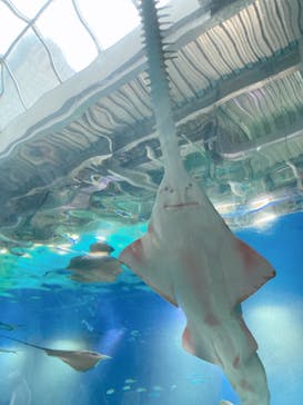 マクセル アクアパーク品川に投稿された画像（2022/4/29）