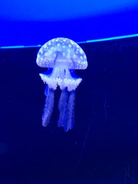 しながわ水族館に投稿された画像（2022/4/29）
