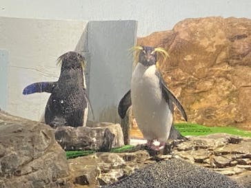 マクセル アクアパーク品川に投稿された画像（2022/4/29）