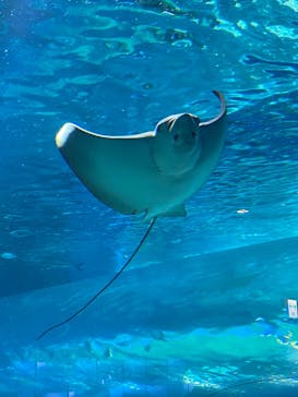 マクセル アクアパーク品川に投稿された画像（2022/4/29）