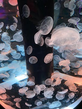 マクセル アクアパーク品川に投稿された画像（2022/4/29）