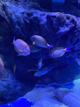 マクセル アクアパーク品川に投稿された画像（2022/4/29）