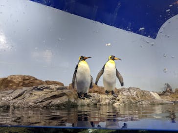 マクセル アクアパーク品川に投稿された画像（2022/4/29）