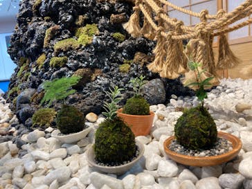 伊勢夫婦岩めおと横丁　めおと岩アクティビティに投稿された画像（2022/4/29）