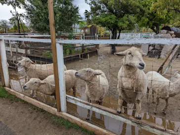 神戸どうぶつ王国に投稿された画像（2022/4/29）