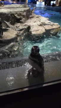 すみだ水族館に投稿された画像（2022/4/29）