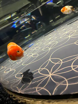 すみだ水族館に投稿された画像（2022/4/29）