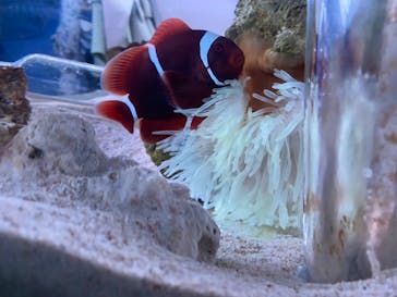 マクセル アクアパーク品川に投稿された画像（2022/4/30）