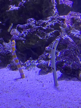 マクセル アクアパーク品川に投稿された画像（2022/4/30）