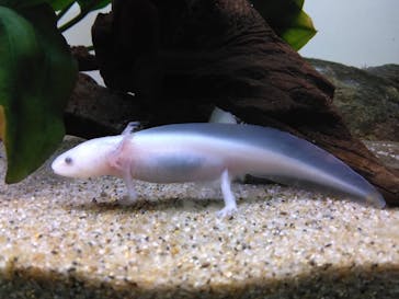 サンシャイン水族館に投稿された画像（2022/4/30）