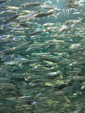 サンシャイン水族館に投稿された画像（2022/4/30）