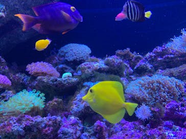 マクセル アクアパーク品川に投稿された画像（2022/4/30）