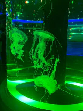 マクセル アクアパーク品川に投稿された画像（2022/4/30）