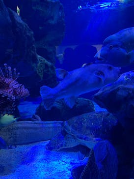 マクセル アクアパーク品川に投稿された画像（2022/4/30）