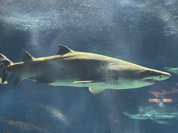 アクアワールド茨城県大洗水族館に投稿された画像（2022/4/30）