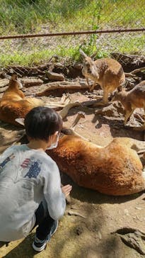 秋吉台自然動物公園 サファリランドに投稿された画像（2022/4/30）