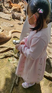 秋吉台自然動物公園 サファリランドに投稿された画像（2022/4/30）