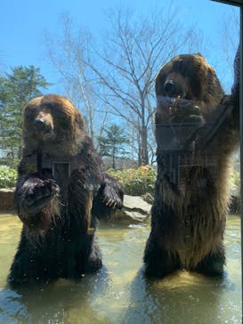 サホロリゾート　ベア･マウンテンに投稿された画像（2022/4/30）