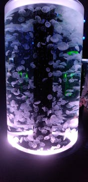 マクセル アクアパーク品川に投稿された画像（2022/4/30）