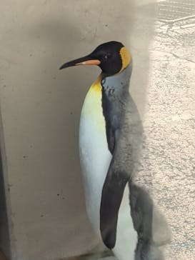 下田海中水族館に投稿された画像（2022/4/30）