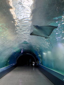 マクセル アクアパーク品川に投稿された画像（2022/4/30）