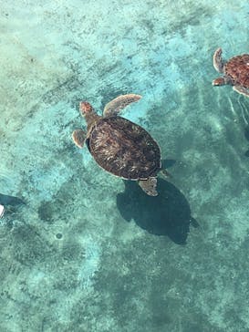 新江ノ島水族館に投稿された画像（2022/4/30）