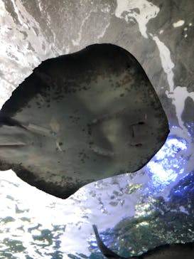 新江ノ島水族館に投稿された画像（2022/4/30）