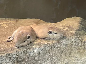 神戸どうぶつ王国に投稿された画像（2022/4/30）