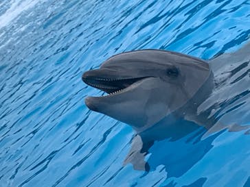 南知多ビーチランド＆南知多おもちゃ王国に投稿された画像（2022/4/30）