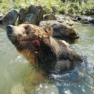 サホロリゾート　ベア･マウンテンに投稿された画像（2022/4/30）