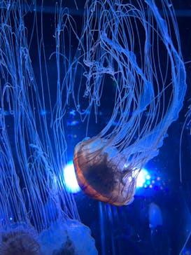 名古屋港水族館に投稿された画像（2022/4/30）