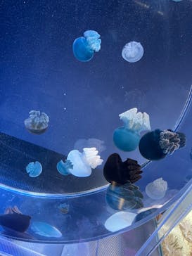 名古屋港水族館に投稿された画像（2022/4/30）