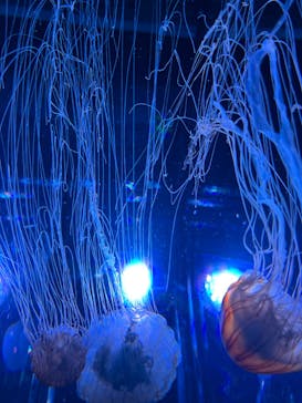 名古屋港水族館に投稿された画像（2022/4/30）