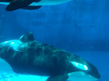 名古屋港水族館に投稿された画像（2022/4/30）