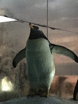 名古屋港水族館に投稿された画像（2022/4/30）