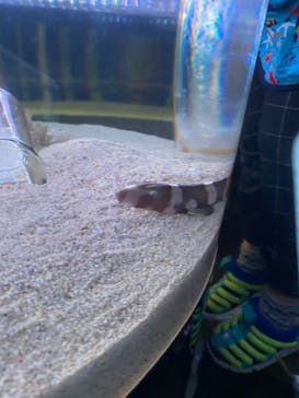 マクセル アクアパーク品川に投稿された画像（2022/4/30）