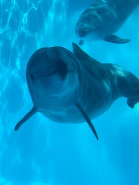 名古屋港水族館に投稿された画像（2022/4/30）