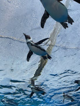 サンシャイン水族館に投稿された画像（2022/4/30）