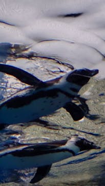 サンシャイン水族館に投稿された画像（2022/4/30）