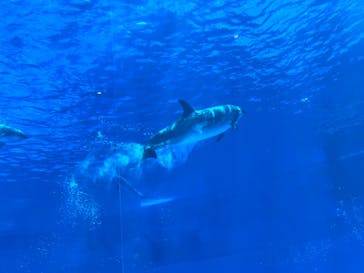 名古屋港水族館に投稿された画像（2022/4/30）
