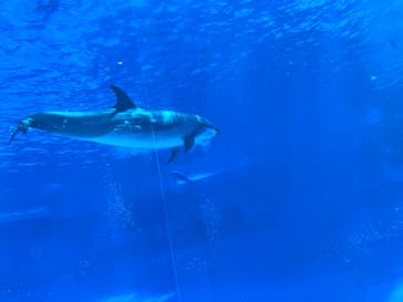 名古屋港水族館に投稿された画像（2022/4/30）