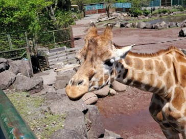 伊豆アニマルキングダムに投稿された画像（2022/4/30）