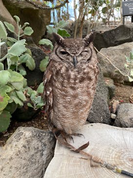 伊豆シャボテン動物公園に投稿された画像（2022/4/30）