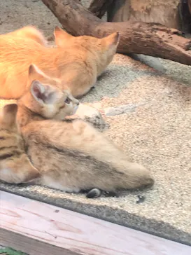 神戸どうぶつ王国に投稿された画像（2022/4/30）