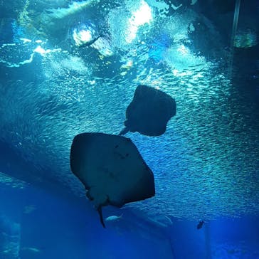 アクアワールド茨城県大洗水族館に投稿された画像（2022/4/30）